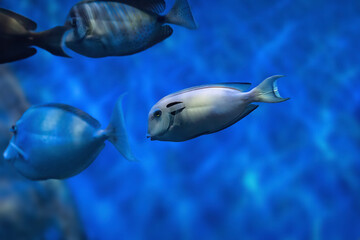 Doubleband Surgeonfish (Acanthurus tennenti) - Marine fish