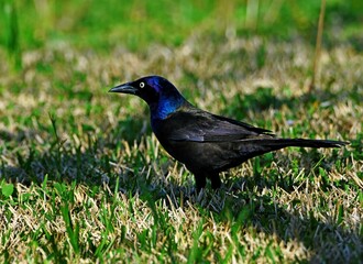 Grackle On The Ground-5025