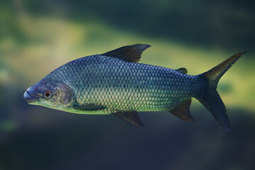 Streaked prochilod (Prochilodus lineatus) - Freshwater fish