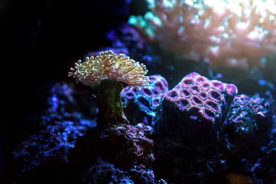 Aquarium Torch Coral (Euphyllia sp.)