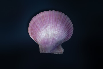 Purple Scallop Shell (Mimachlamys crassicostata) - Seashell - obrazy, fototapety, plakaty