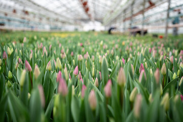Growing flowering tulips in greenhouse. Planting bulbous blooming plants for sale. Closed buds pink tulips with fresh green leaves in ground. Producing and growing flowers for wholesale. Agribusiness