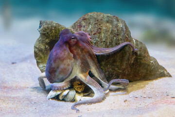 Common Octopus underwater (Octopus vulgaris)