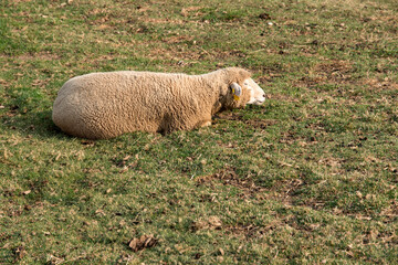 View of the sheep on the green pasture