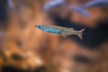 Brazilian Sardinella (Sardinella brasiliensis) - Marine fish