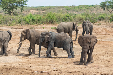 Fototapeta premium African elephants
