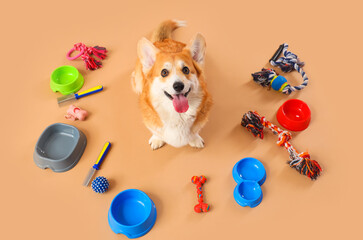 Cute Corgi dog with different pet accessories and bowls for food lying on brown background