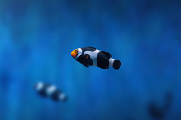 Black Onyx Clownfish (Amphiprion percula) - Aquarium fish - obrazy, fototapety, plakaty