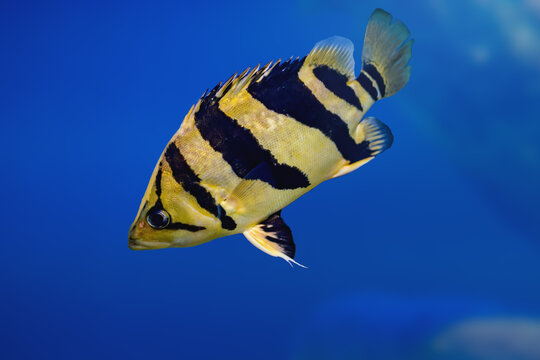 Indonesian Tiger datnoid (Datnioides microlepis) - Freshwater fish