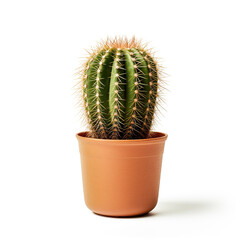 cactus in a pot on a white background сreated with Generative Ai