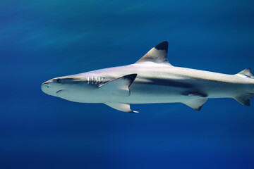 Blacktip Shark (Carcharhinus limbatus) underwater