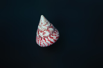 Cone Top shell (Tectus conus) - Seashell