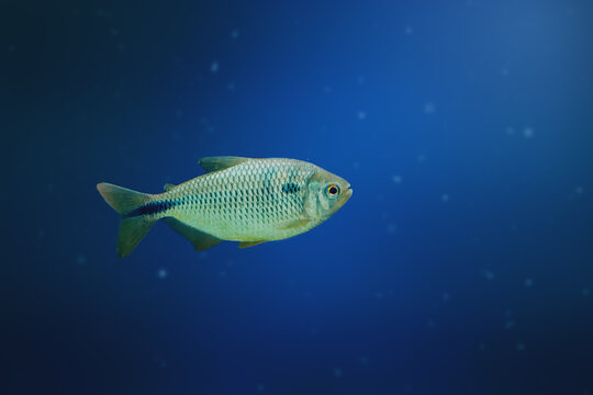 Yellow-tail Lambari (Astyanax altiparanae) - Freshwater fish