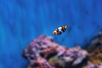 Orange Clownfish (Amphiprion percula) - Marine fish - obrazy, fototapety, plakaty