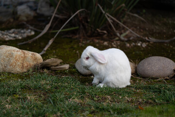 white rabbit in the grass