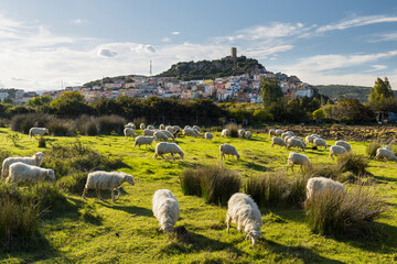 Schafe vor dem Castello della Fava, Posada, Sardinien, Italien