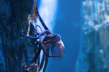 Common Octopus underwater (Octopus vulgaris) - obrazy, fototapety, plakaty