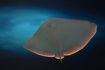 Spiny Butterfly Ray (Gymnura altavela) © diegograndi