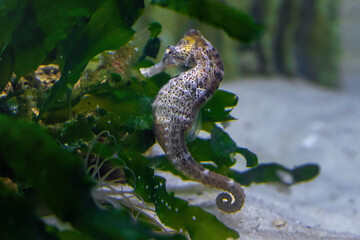 Obraz premium Slender Seahorse (Hippocampus reidi) or Longsnout Seahorse