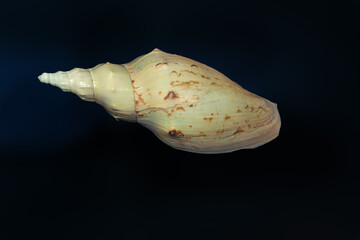 Beck's Volute shell (Adelomelon beckii) - Seashell