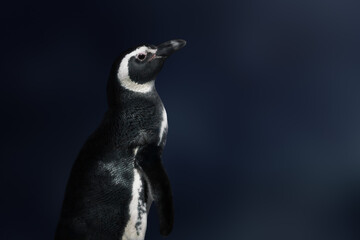Magellanic Penguin (Spheniscus magellanicus) - South American Penguin