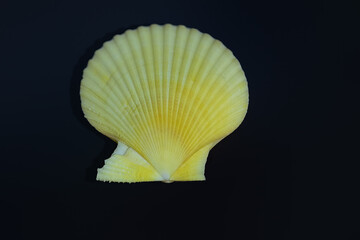 Yellow Scallop Shell (Mimachlamys crassicostata) - Seashell