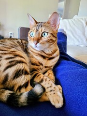 Alert Bengal Cat on Blue Blanket Indoors