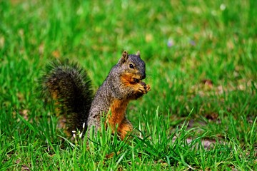 Naklejka na ściany i meble Squirrel On Ground Eating-4977