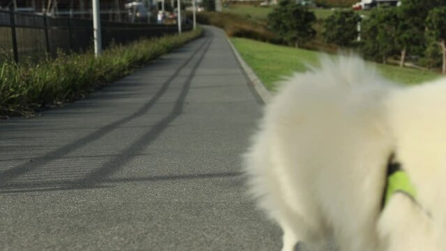 outdoor portrait of white dog on natural background, happy healthy japanese spitz puppy on a walk. 