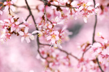 Pink cherry tree blossoms in early spring, nature flowers background