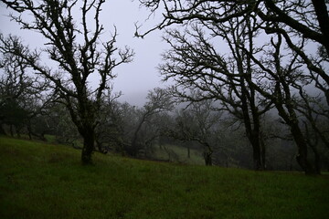 trees in the morning