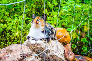 3 color cat, orange, black and white, green eyes