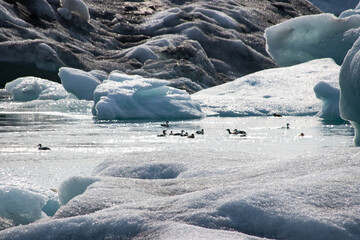 ducks on a glacial lake in iceland next to melting glacier floes climate crisis 