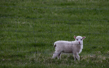 a cute little lamb on a green meadow looking directly to you in iceland, hiking adventure with animals
