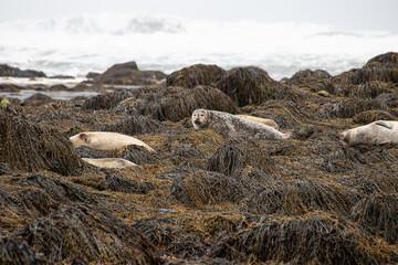Several seals at a stand by the sea in Iceland