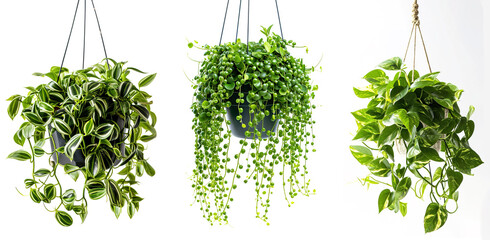 Hanging decorative hanging plants collection over white background - obrazy, fototapety, plakaty