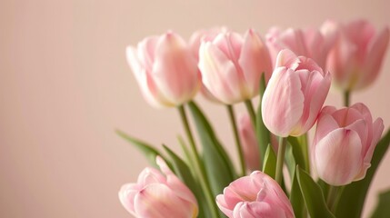Obraz premium A graceful bouquet of light pink tulips stands elegantly against a plain backdrop