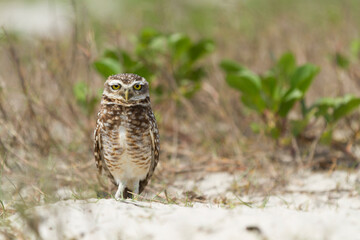 Pretty owl in the field (Athene cunicularia).