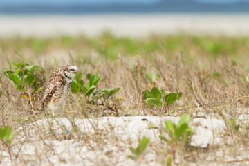 Pretty owl in the field (Athene cunicularia).