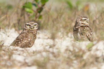 Pretty owl in the field (Athene cunicularia).