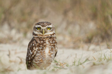 Pretty owl in the field (Athene cunicularia).