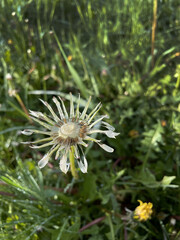 Close-up of a wet dandelion flower against a background of green grass