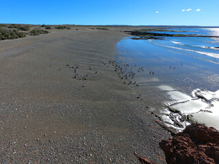 A group of young Magellanic penguins on the coast of the Punta Tombo peninsula in the Chubut province, Argentina