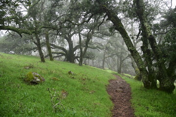 landscape with a tree