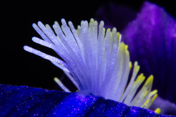 Fotografía macro de lirio o flor de iris