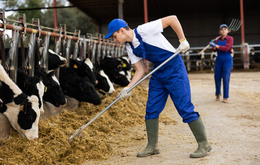 Young boy farmer uses pitchfork to feed cows on dairy farm