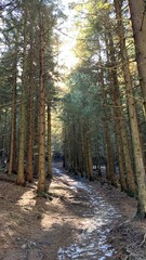 beautiful pine forest in spring season