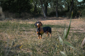 dachshund dog outside on a walk