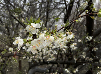 close-up of seashells, pieces of wood and pebbles