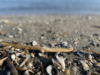 close-up of seashells, pieces of wood and pebbles